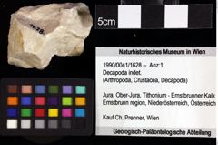 Foto (Objket + Etiketten) von Cyclothyreus sp. 